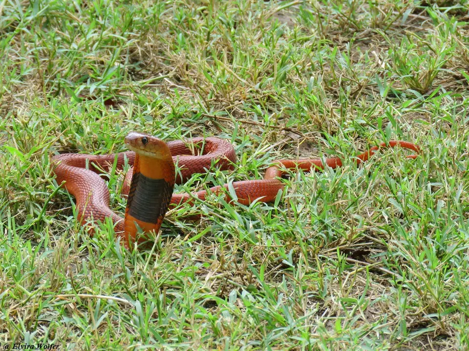 RedspittingCobraposing.jpg