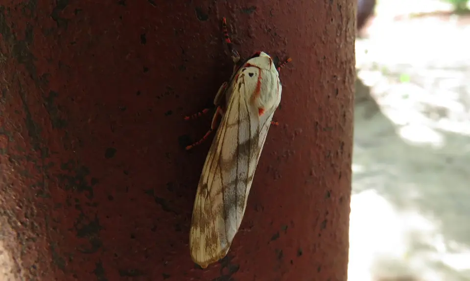 RobustTiger-Teracotonasubmacula-Arctiini.jpg