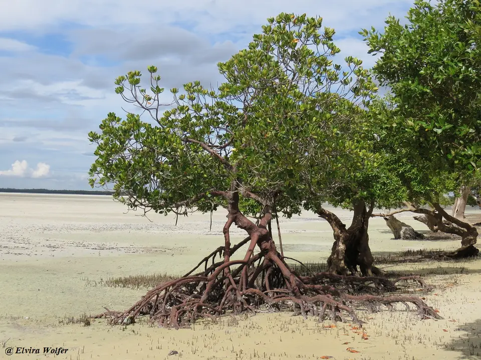 RoteMangrove.jpg