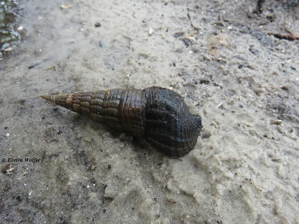 Schnecke.jpg