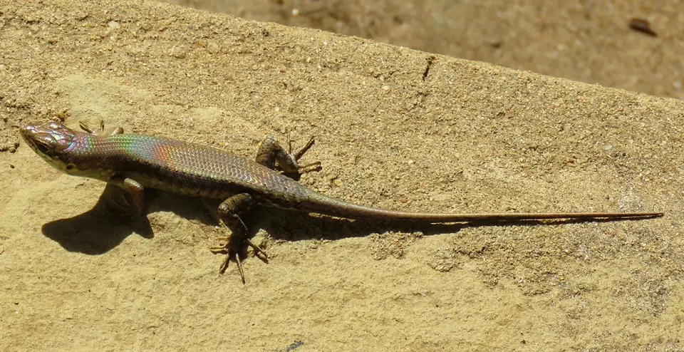 Speckle-lippedSkink-Trachylepismaculilabris.jpg