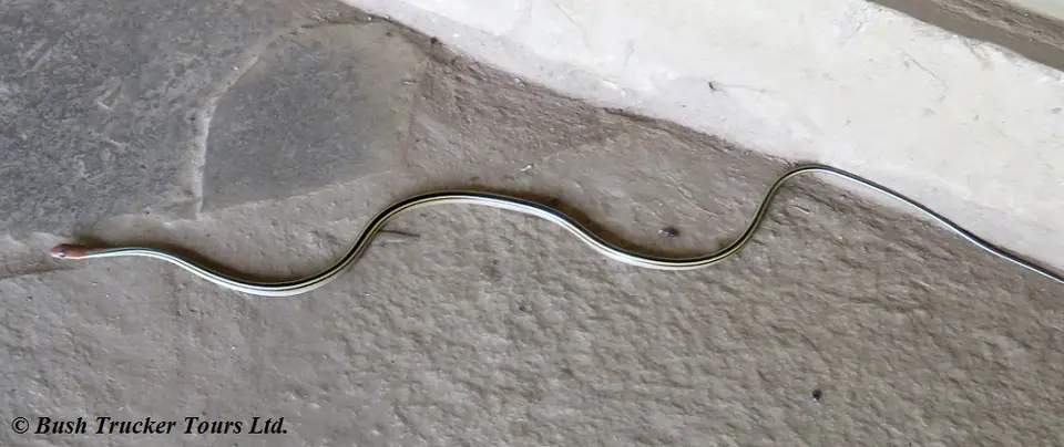 SpeckledSandsnake.jpg