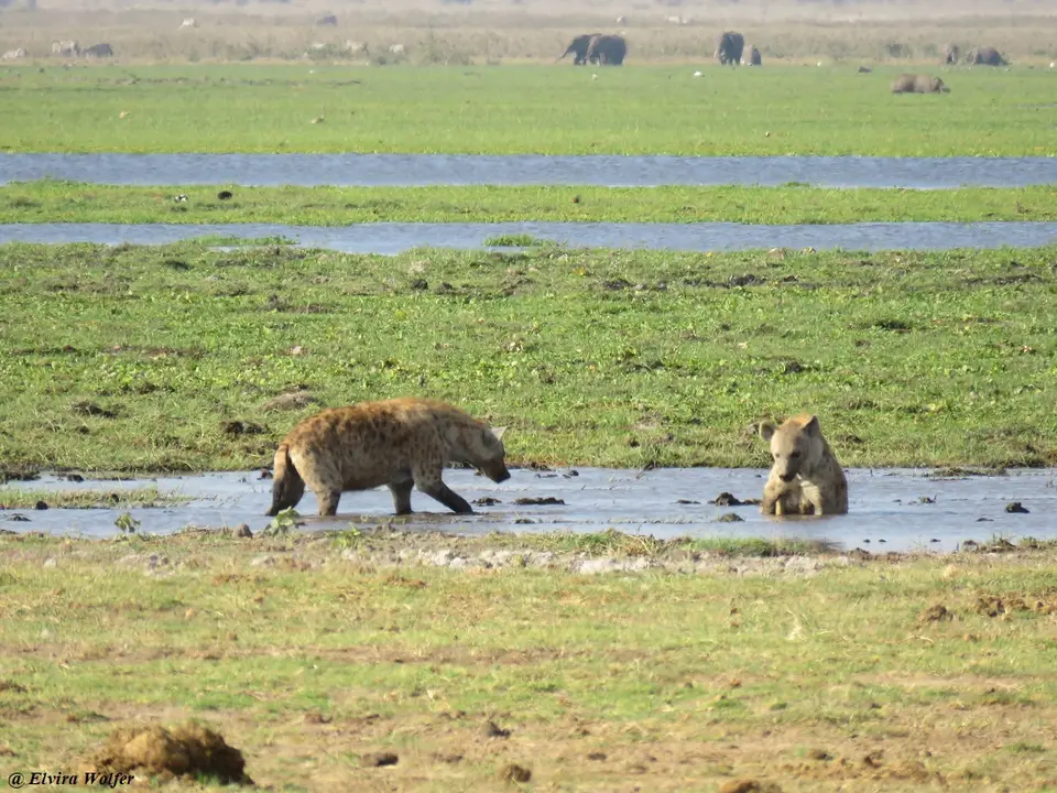 Spottedhyena1.jpg