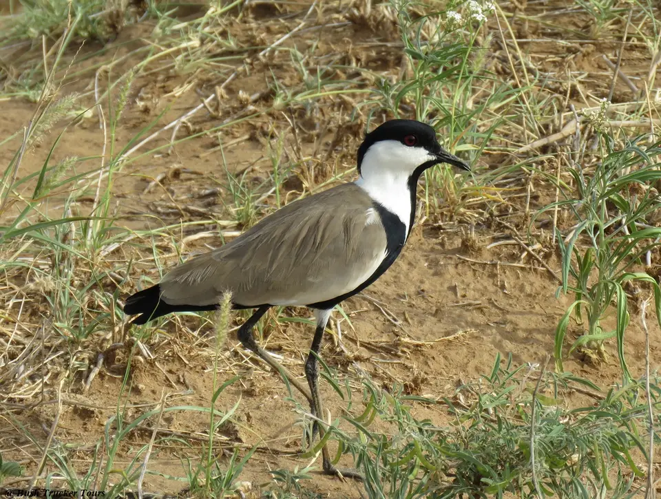 Spur-wingedLapwing.jpg