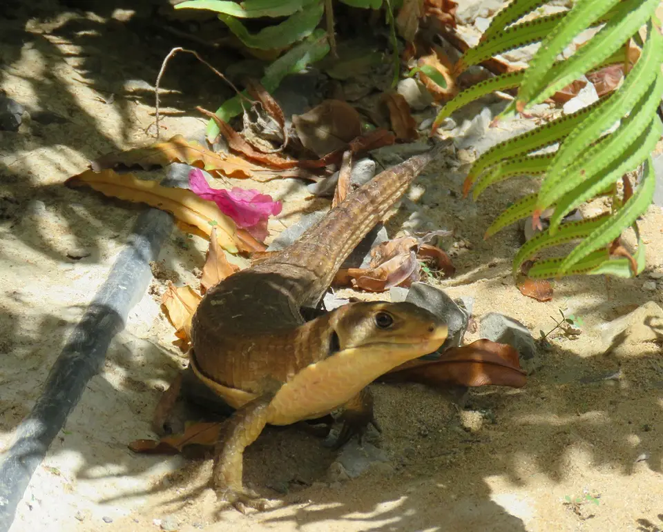 SudanPlatedLizard.jpg