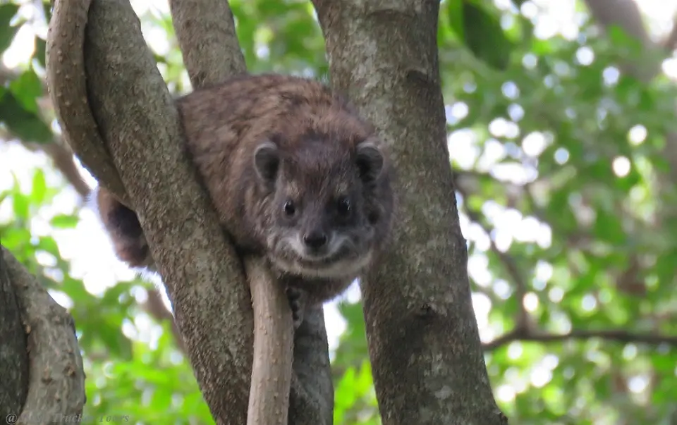 TreeHyrax-Dendrohyraxarboreusbettoni.jpg