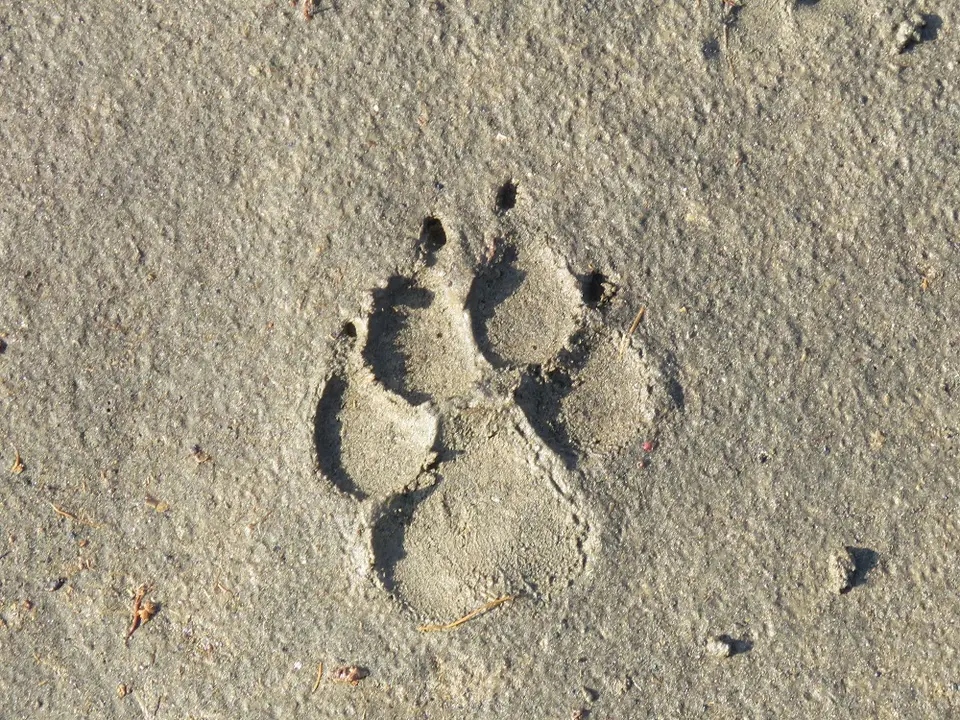 Tuepfelhyaenenspur.jpg