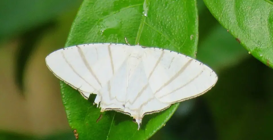 Urapteroidesrecurvata.jpg