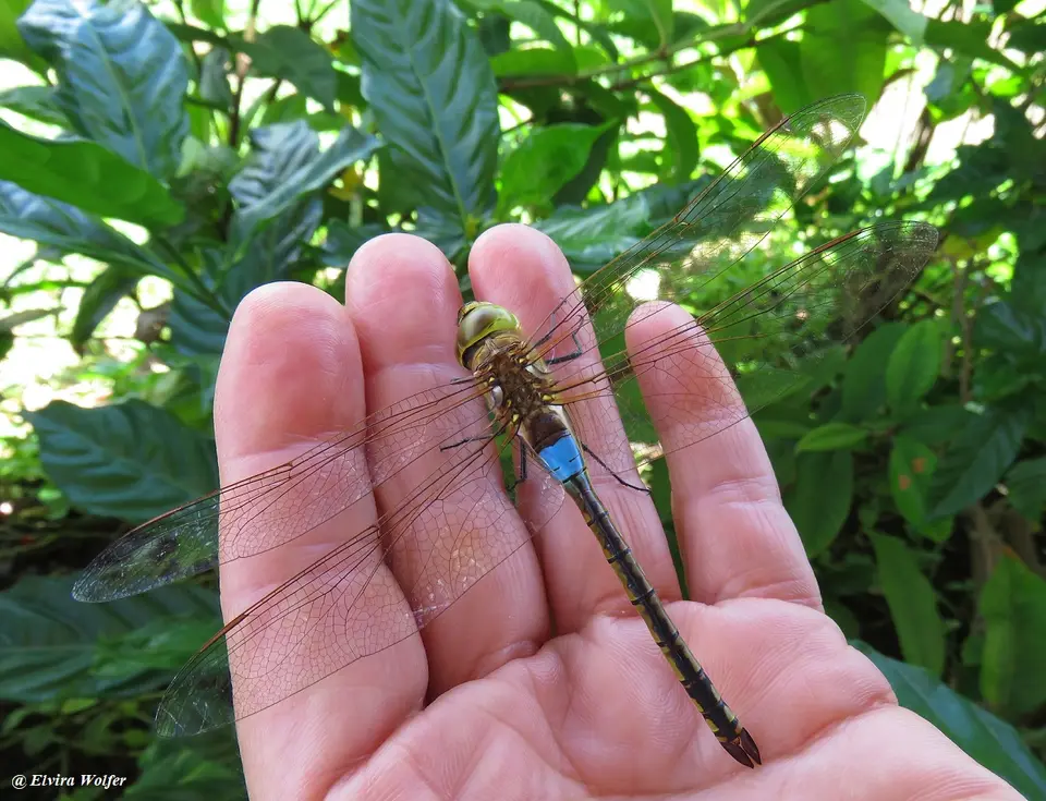 VagrantEmperor-Anaxephippiger.jpg