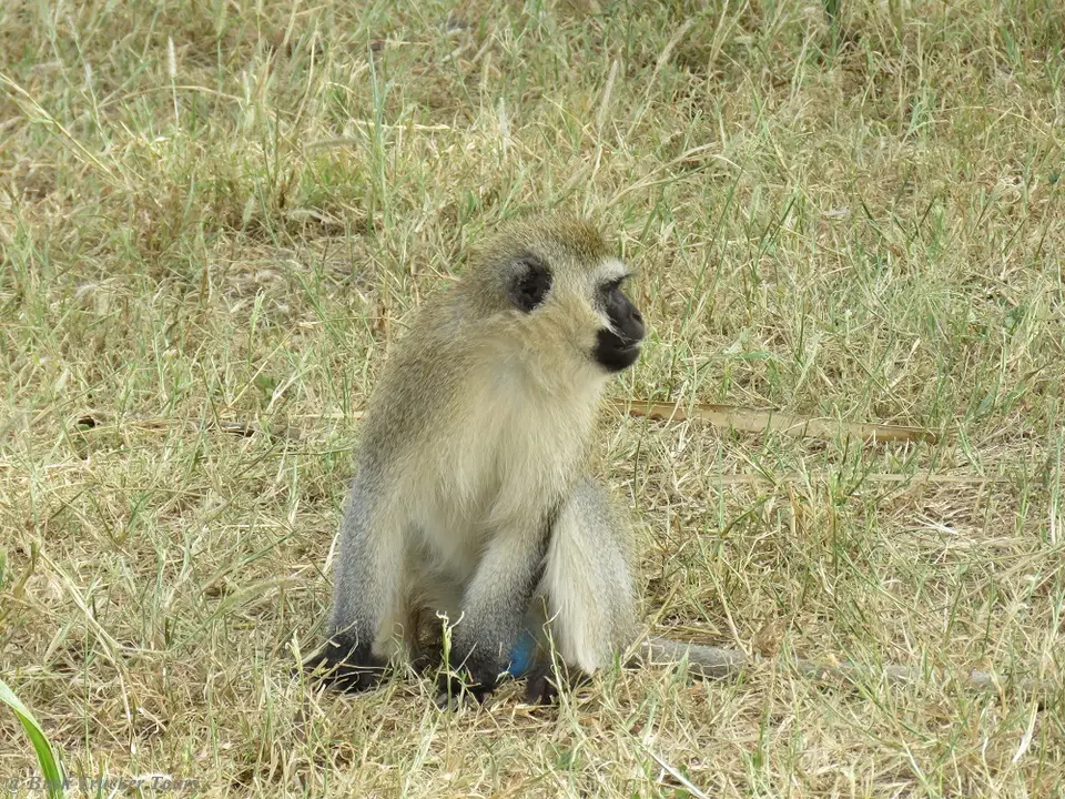 VervetMonkey.jpg