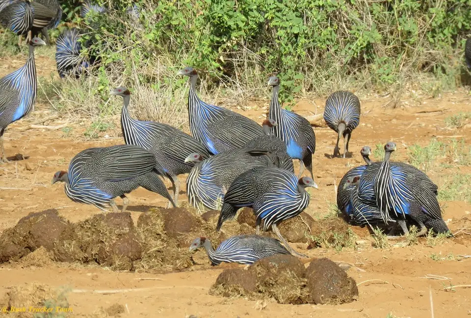VulterineGuineafowlsinSamburu.jpg