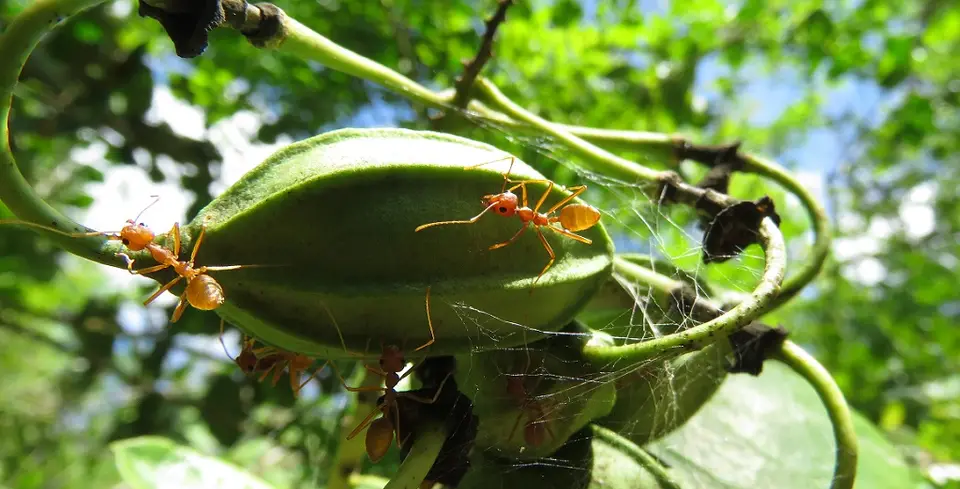 WeaverAnts-Oecophyllalonginoda.jpg