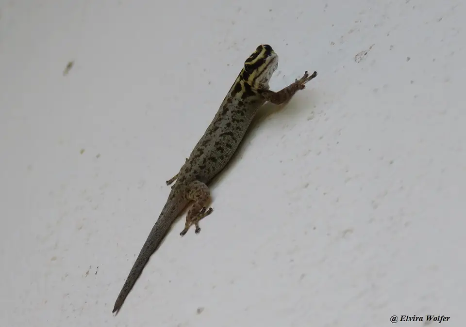 White-headedDwarfGecko-Lygodactylusmombasicus.jpg