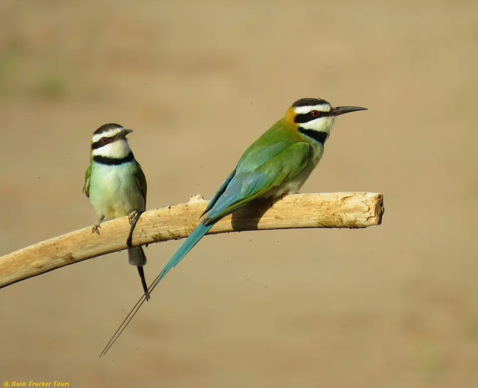 White-throatedBee-eater.jpg