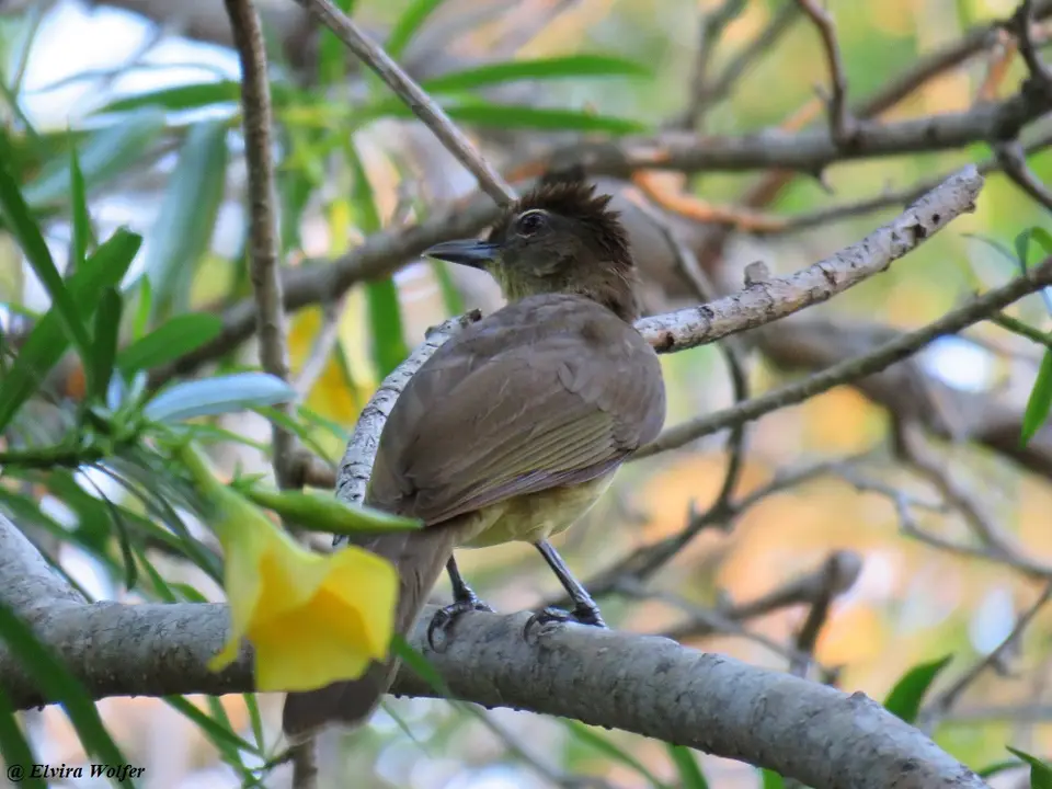 Yellow-belliedGreenbul.jpg