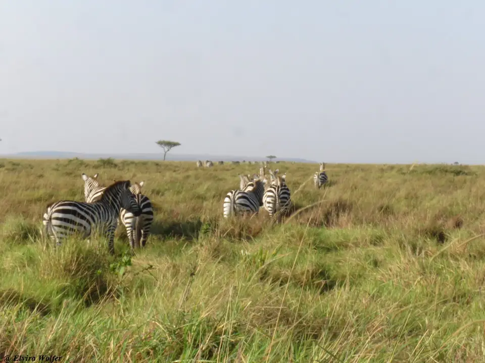 ZebrasTriangle.jpg