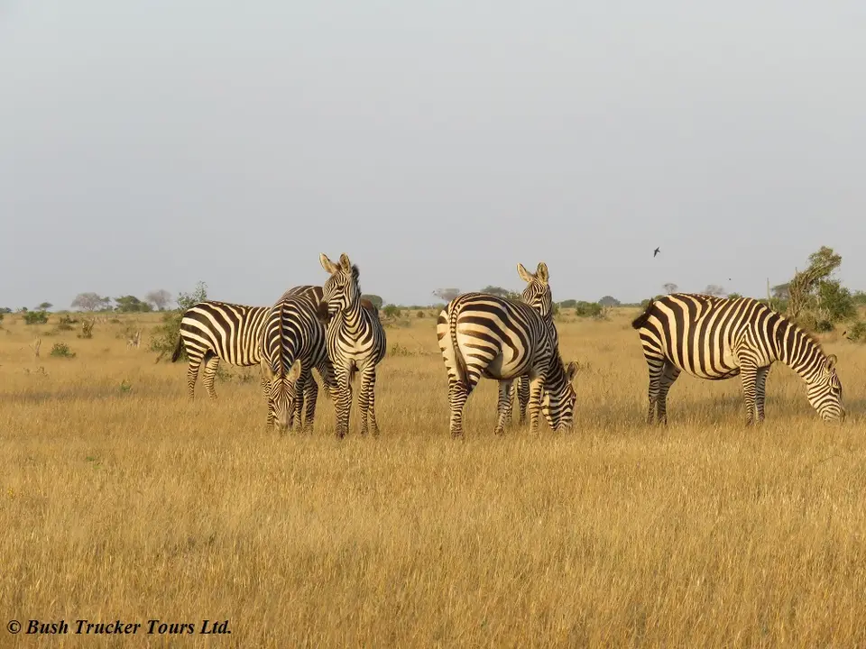 ZebrasgoldenesAbendlicht.jpg