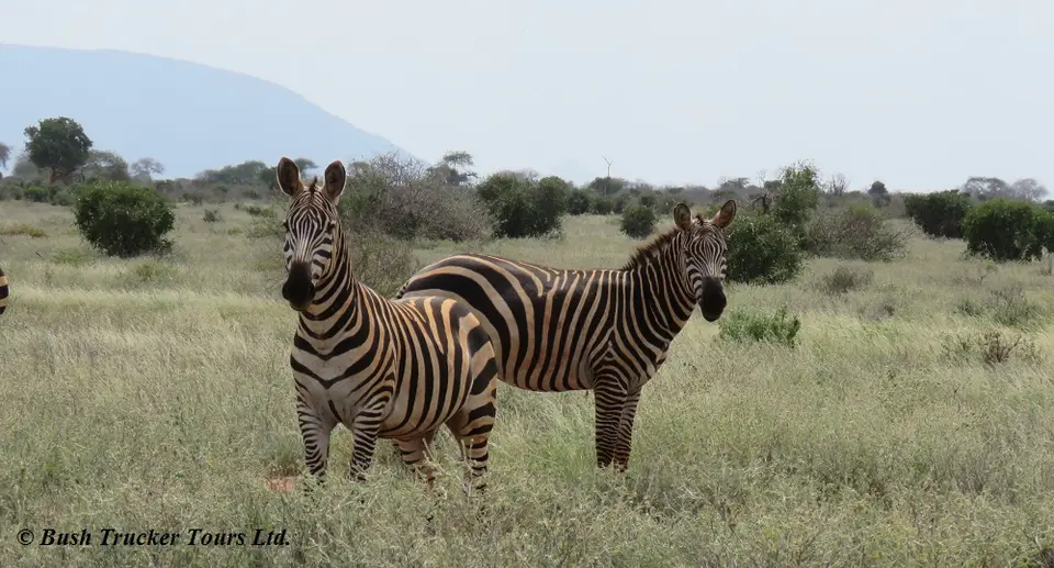 Zebrasroetlich.jpg
