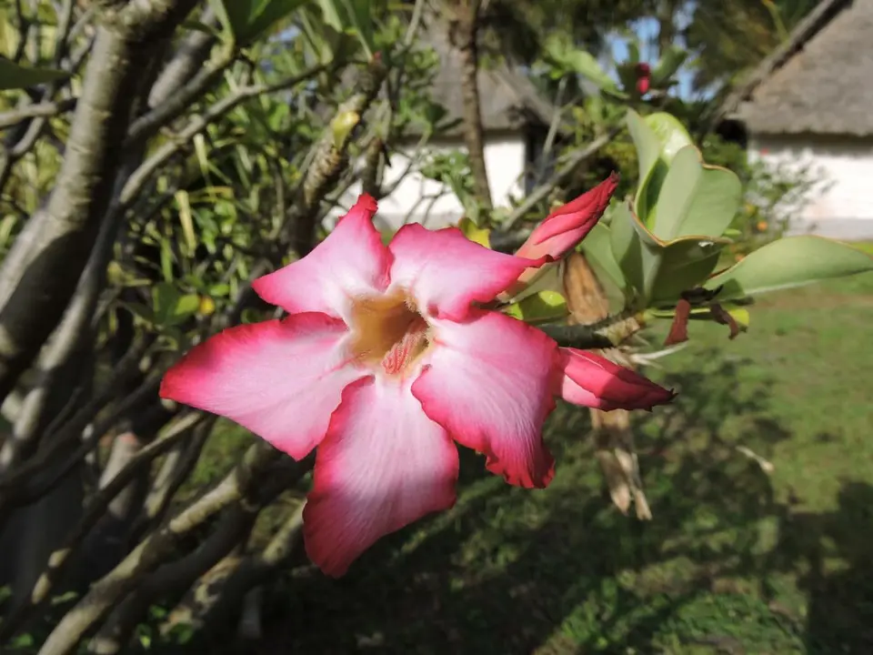 hb05578e.JPG