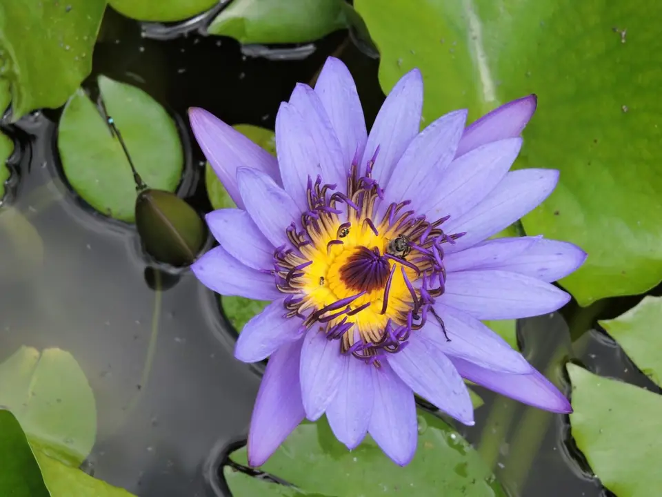 hd010c1b.JPG