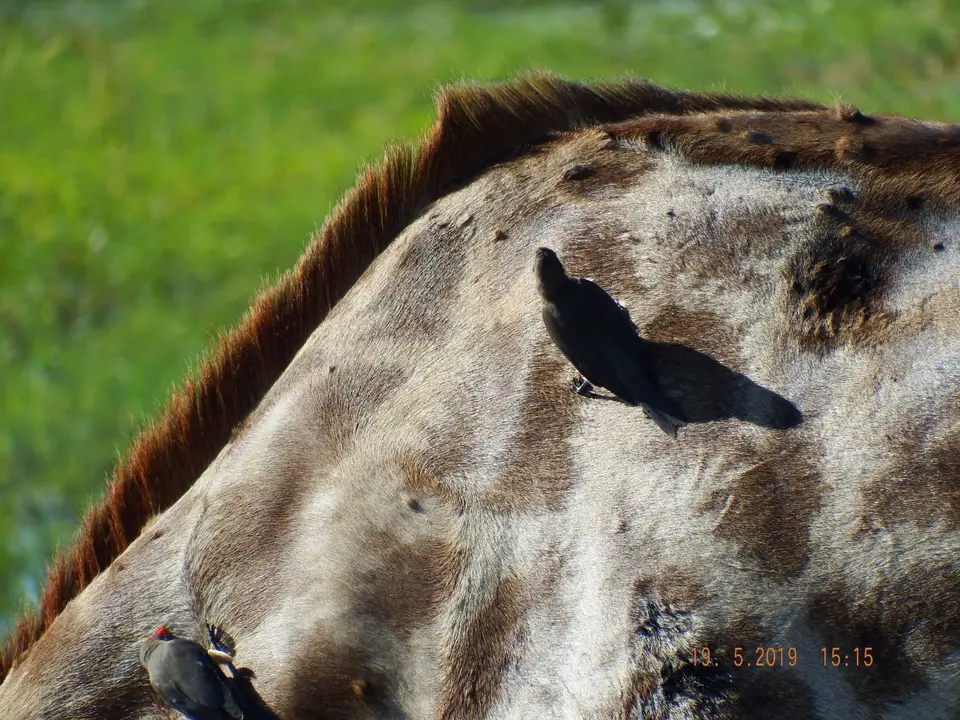 DSCF7489-2.JPG