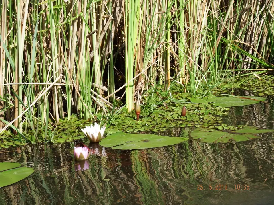 DSCF8187.JPG