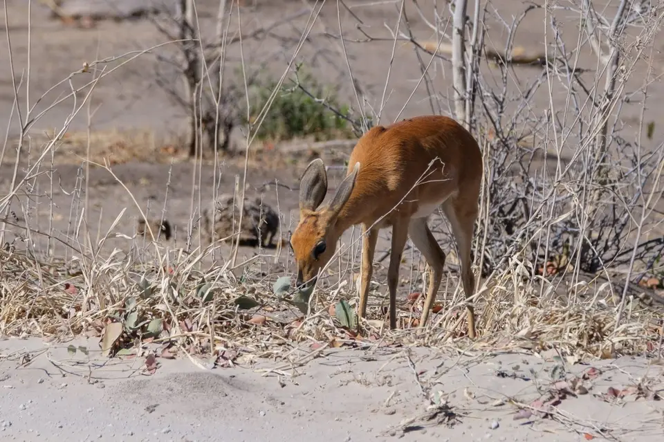 2019-09_afrika-0621.jpg