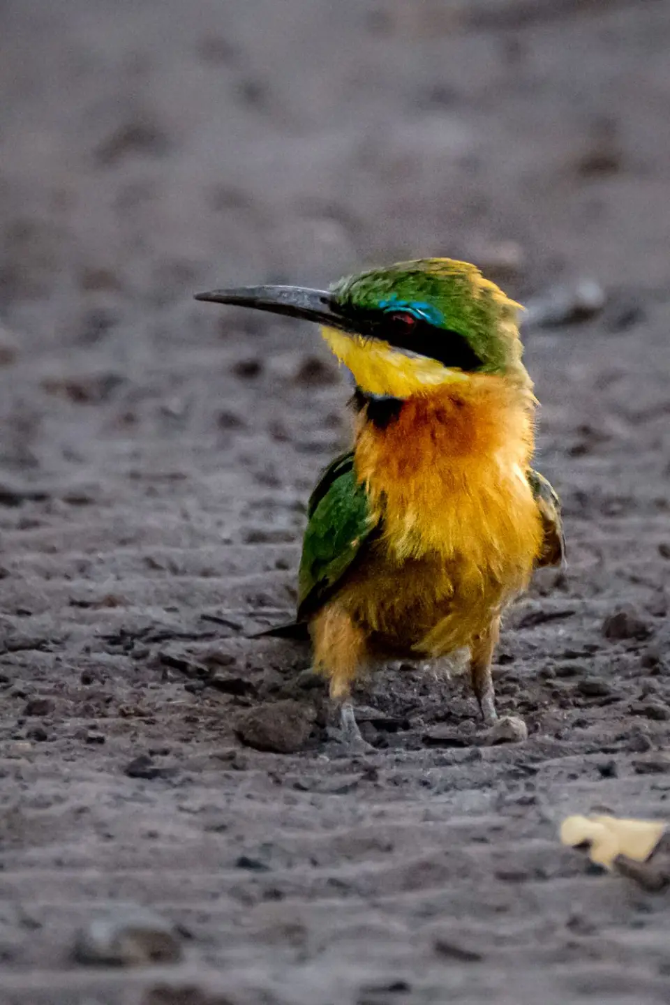 2019-09_afrika-0698-2.jpg
