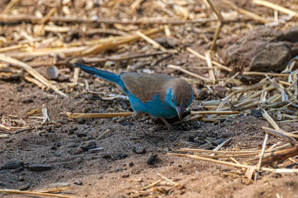 2019-09_afrika-0785.jpg