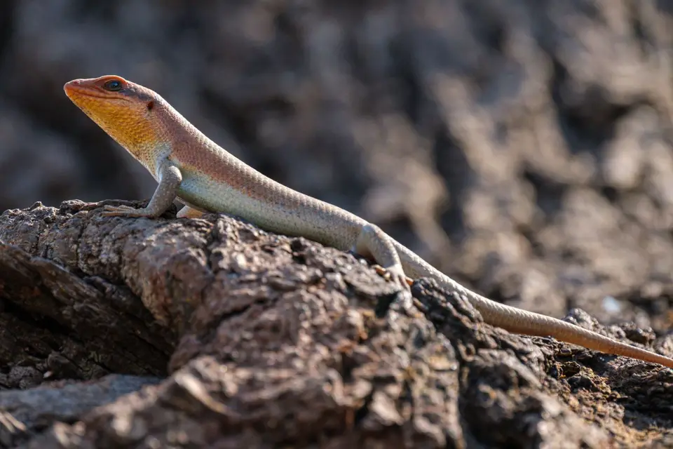 2019-09_afrika-0788.jpg