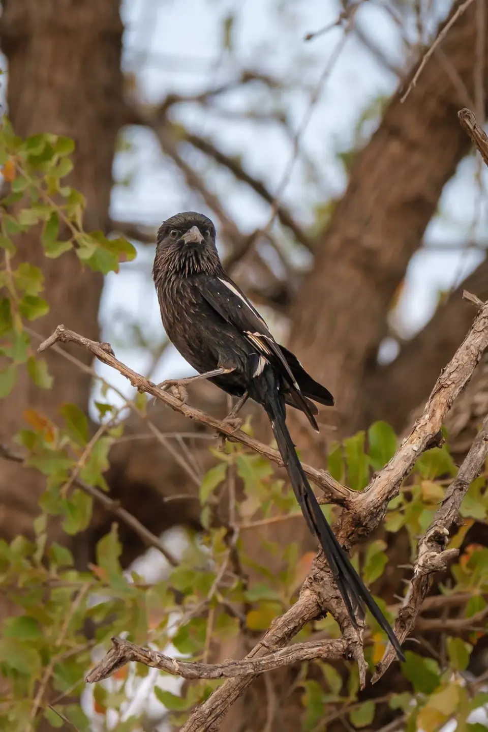 2019-09_afrika-1077-b.jpg