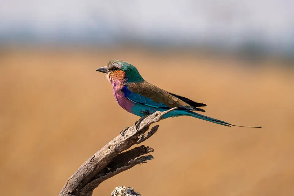 2019-09_afrika-1100.jpg