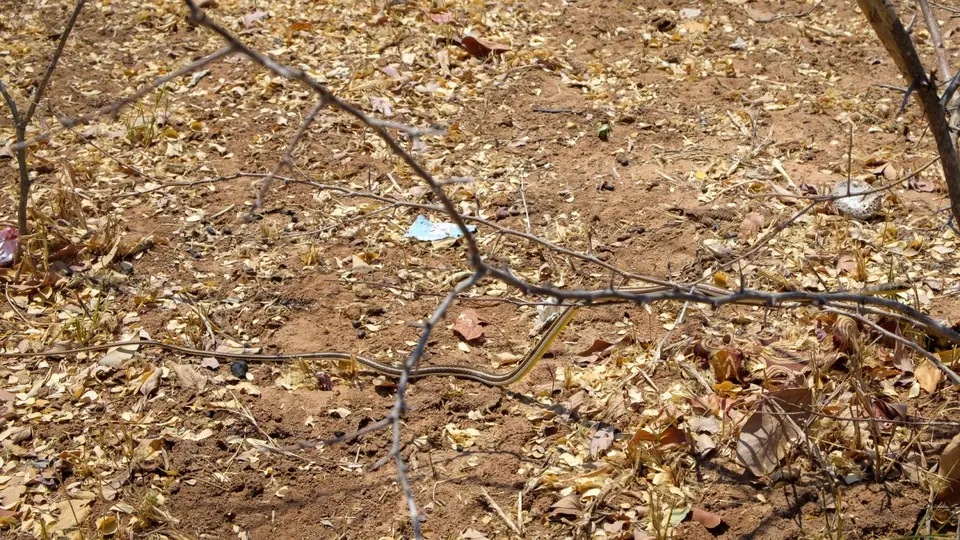 2019-09_afrika-1294.jpg