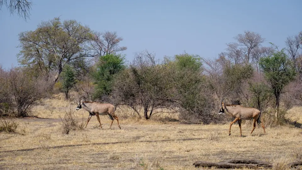 2019-09_afrika-1320.jpg