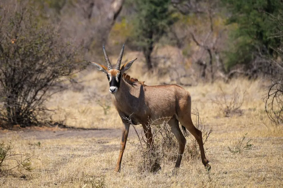 2019-09_afrika-1321.jpg