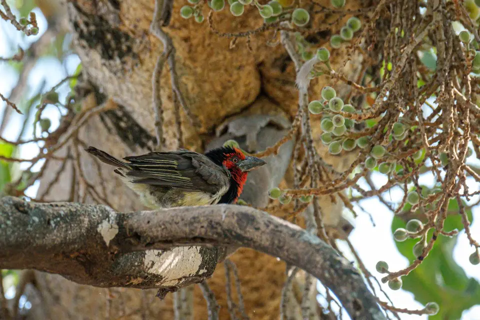 2019-09_afrika-1606.jpg