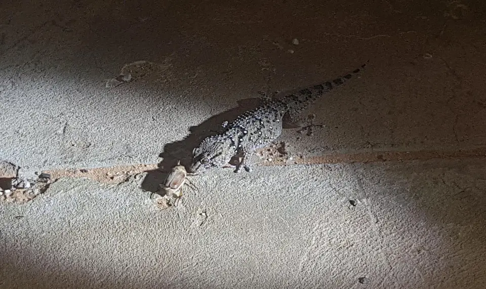 20190410_202225c.jpg