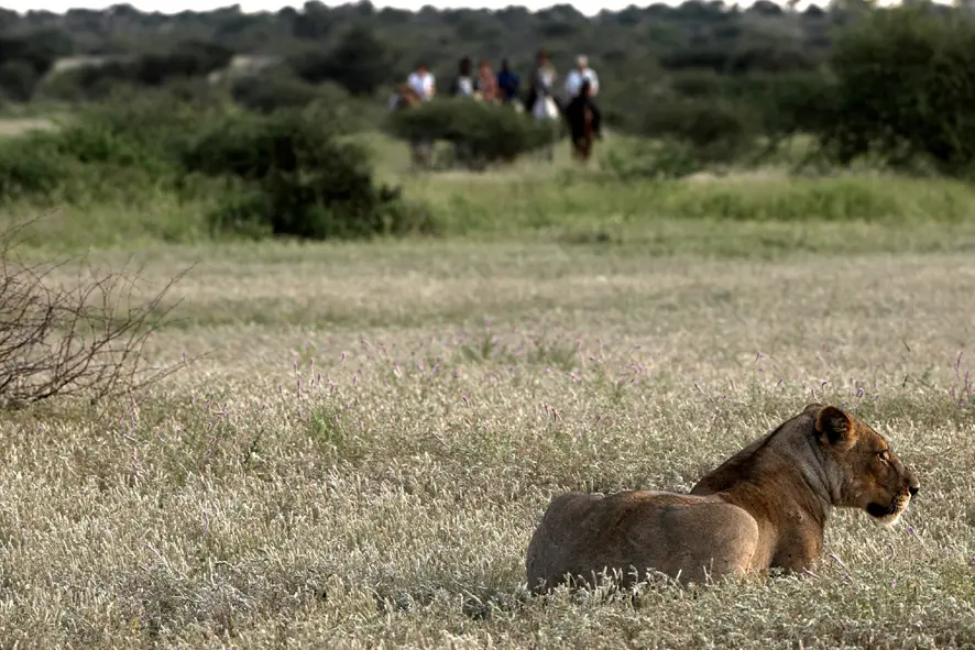 Bots-LimpopoValley-Horse,lion.jpg
