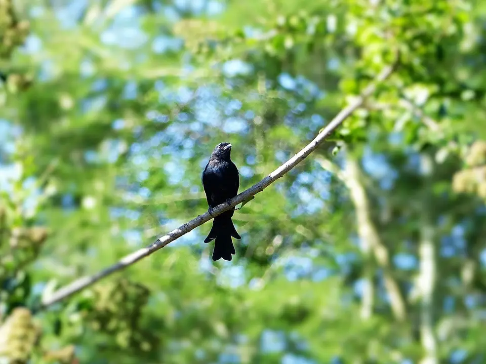 18Trauerdrongo.jpg