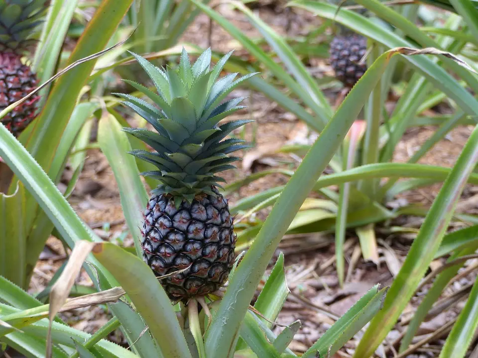 Ananas.JPG
