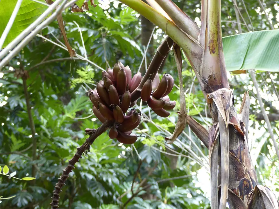 Banane1.JPG