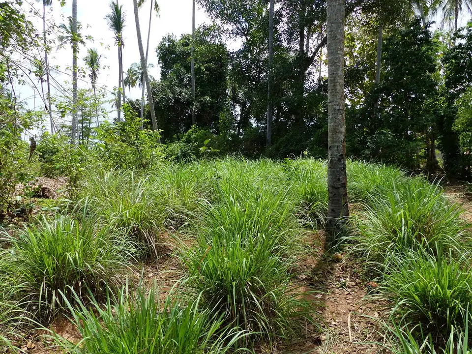 Lemongrass.JPG
