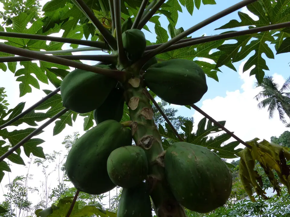 Papaya.JPG
