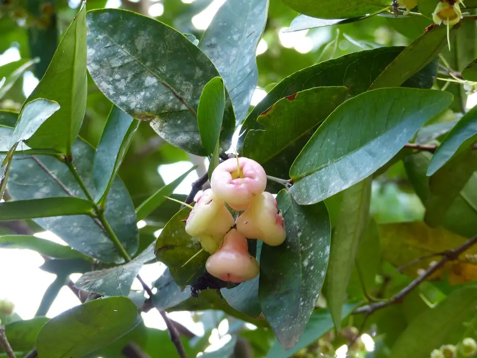 Sansibar-Apfel.JPG