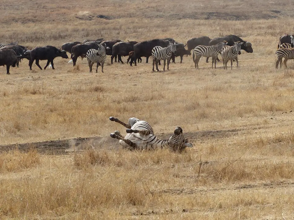 k-P1070105.JPG