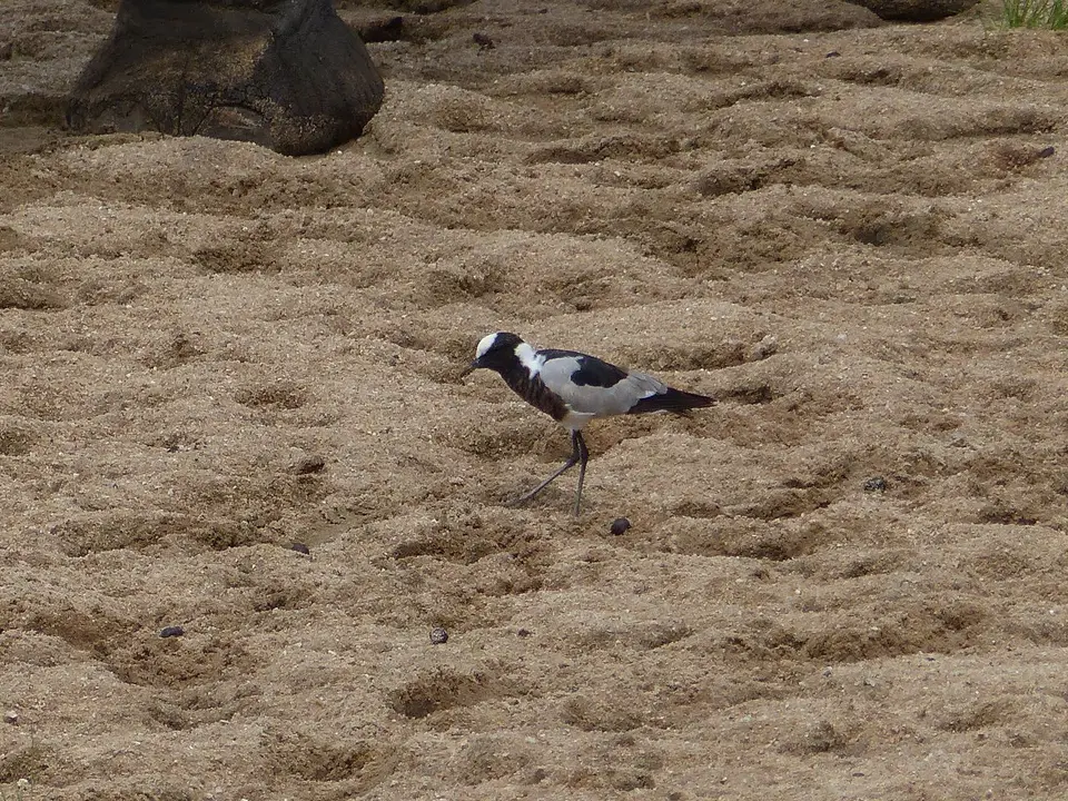 k-P1070350.JPG