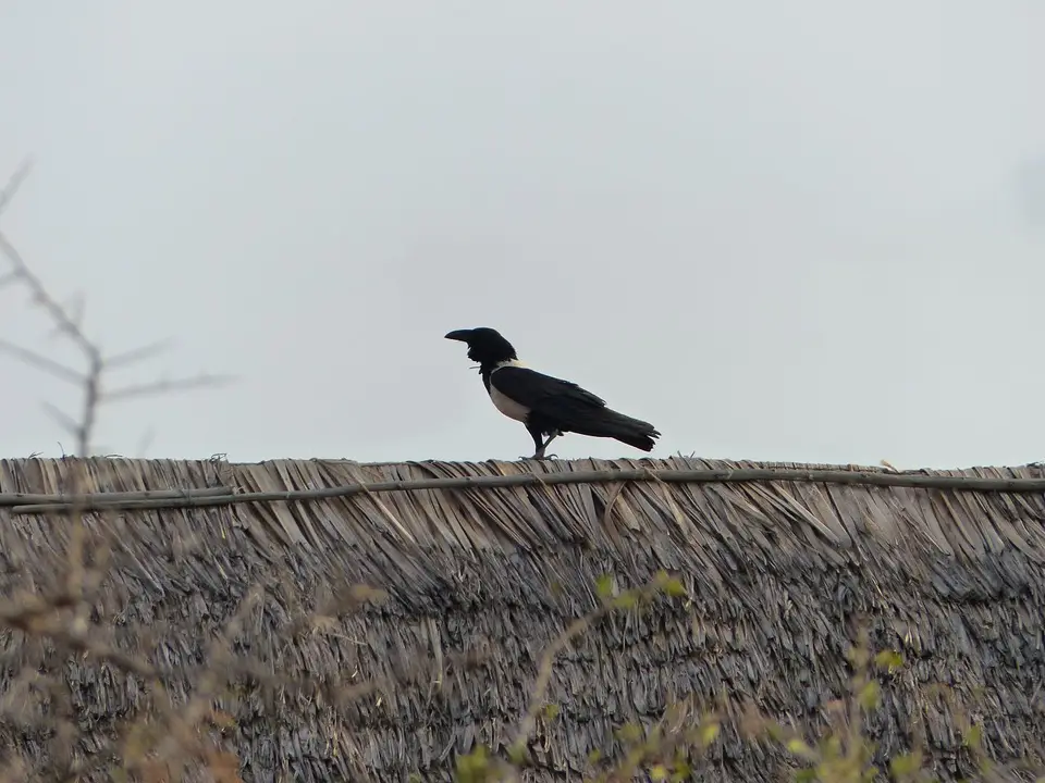 k-P1070374.JPG