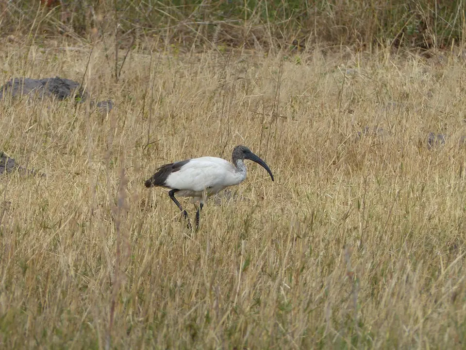 k-P1090115.JPG