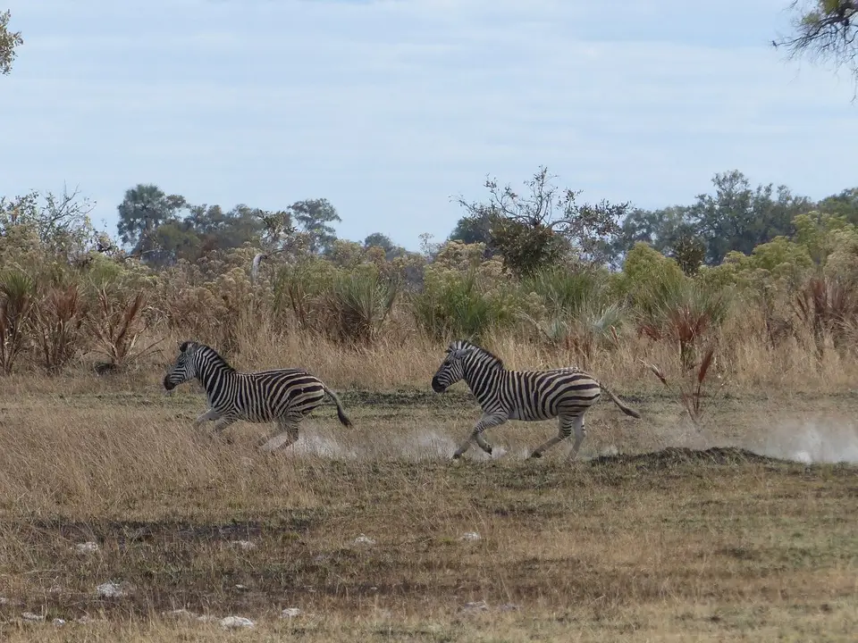 k-P1090154.JPG
