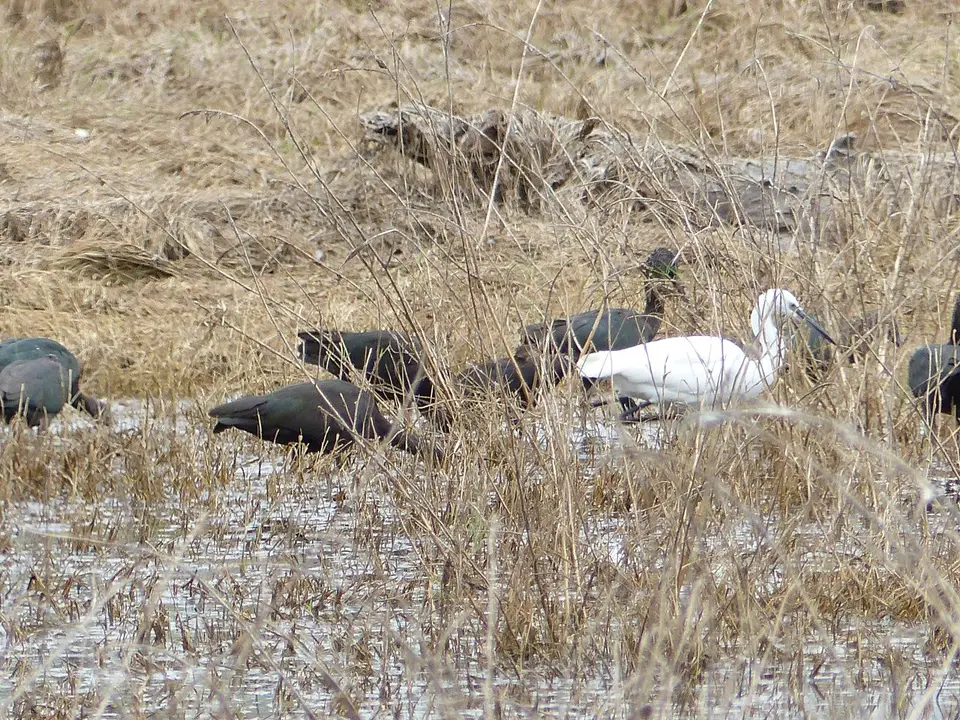 k-P1090355.JPG